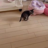 歩く子猫
