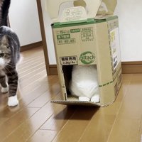 歩いてくる猫と段ボール箱に入ったままの猫