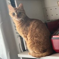 カメラ目線の猫