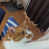 飼い主によじ登る猫