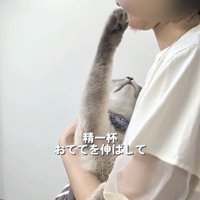 飼い主さんの顔に手を伸ばすシャムトラ猫