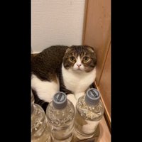 ドアップ