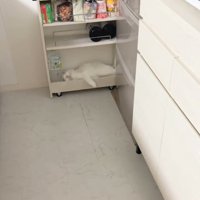 ラックでくつろぐ猫