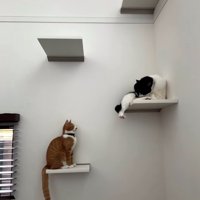 キャットステップにいる2匹の猫