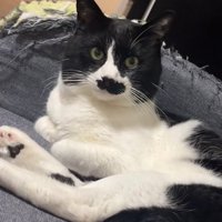 ソファの上にいるカメラ目線の猫