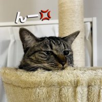 不満げな声を出すキジトラ猫
