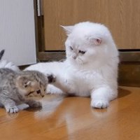 子猫にパンチするパパ猫