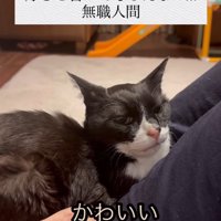 人の上に乗っている猫と「かわいい～」の字幕