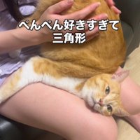 お尻を叩いてもらっている猫