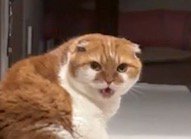 口を開けて飼い主の方を向く猫