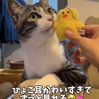 ぬいぐるみを口元に押し当てられた猫