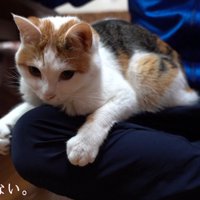 膝を掴む猫