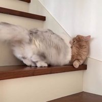 マンチカンに飛びつくミヌエット