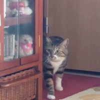 きょろきょろする猫