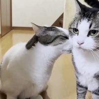 二回目二番のおでこ
