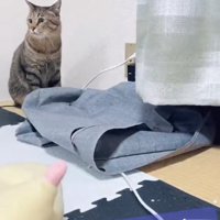 お座りをして画面左側を見つめる猫