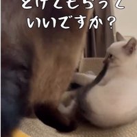 添い寝をしている大人の猫と子猫