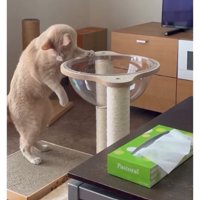 透明ボウルと猫