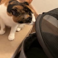 キャリーの匂いチェック