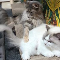 並んで横になる猫