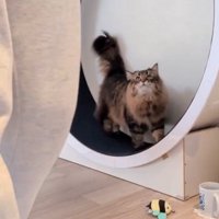 キャットホイールを使う猫