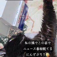 寝ながら手を伸ばす猫