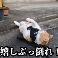道路で仰向けになる猫