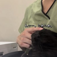 飼い主に頭を撫でられるミックス猫
