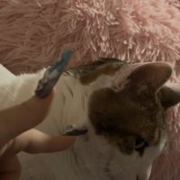 爪を刺してくる飼い主を横目で見ている猫