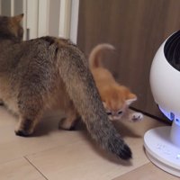 子猫(金)とママ猫