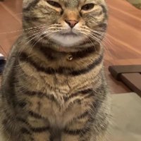 まばたきをする猫