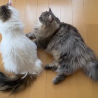 アピール