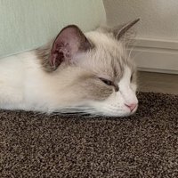 カーペットの上にうつ伏せになって眠る猫