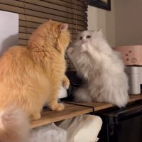 ファイティングポーズをする猫