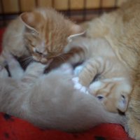 じゃれる子猫たち