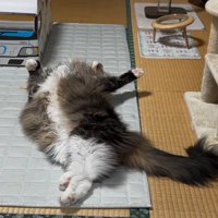 へそ天する猫