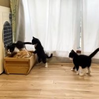 茶トラ猫に乗る白黒猫たち