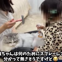 ブラッシングのお手伝い