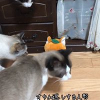 人形を見つめる猫たち