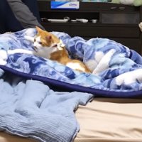 寝室に集まる猫