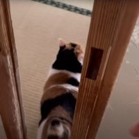 部屋に入ろうとしている猫