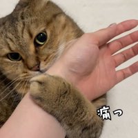 人の手をつかんで噛んでいる猫
