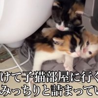 寄り添う子猫たち