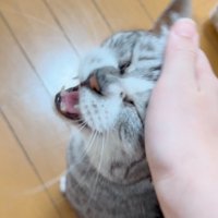 頭を撫でられる猫