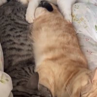寄り添って眠る3匹の猫