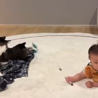 猫じゃらしを持つ赤ちゃん