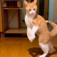 驚く猫
