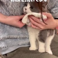 顔を拭かれる猫