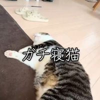 飼い主さんの隣で横になる猫