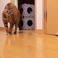 背中を丸めて立つ猫